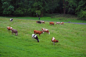 quadrifoglio-indaco-14-mucche-al-pascolo-nel-fondovalle-dell'Agogna